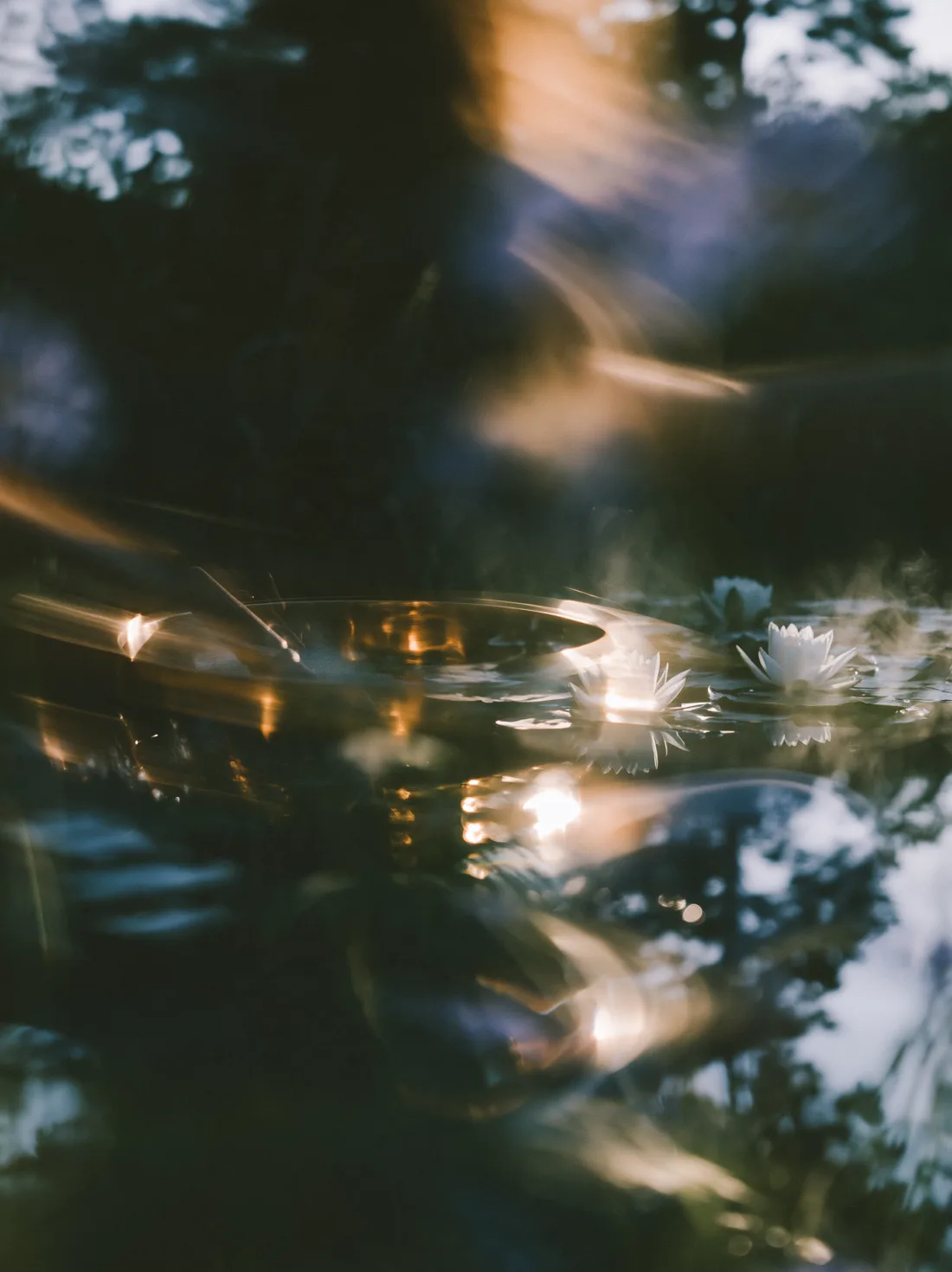 Soft light dissolving through a rain-soaked forest